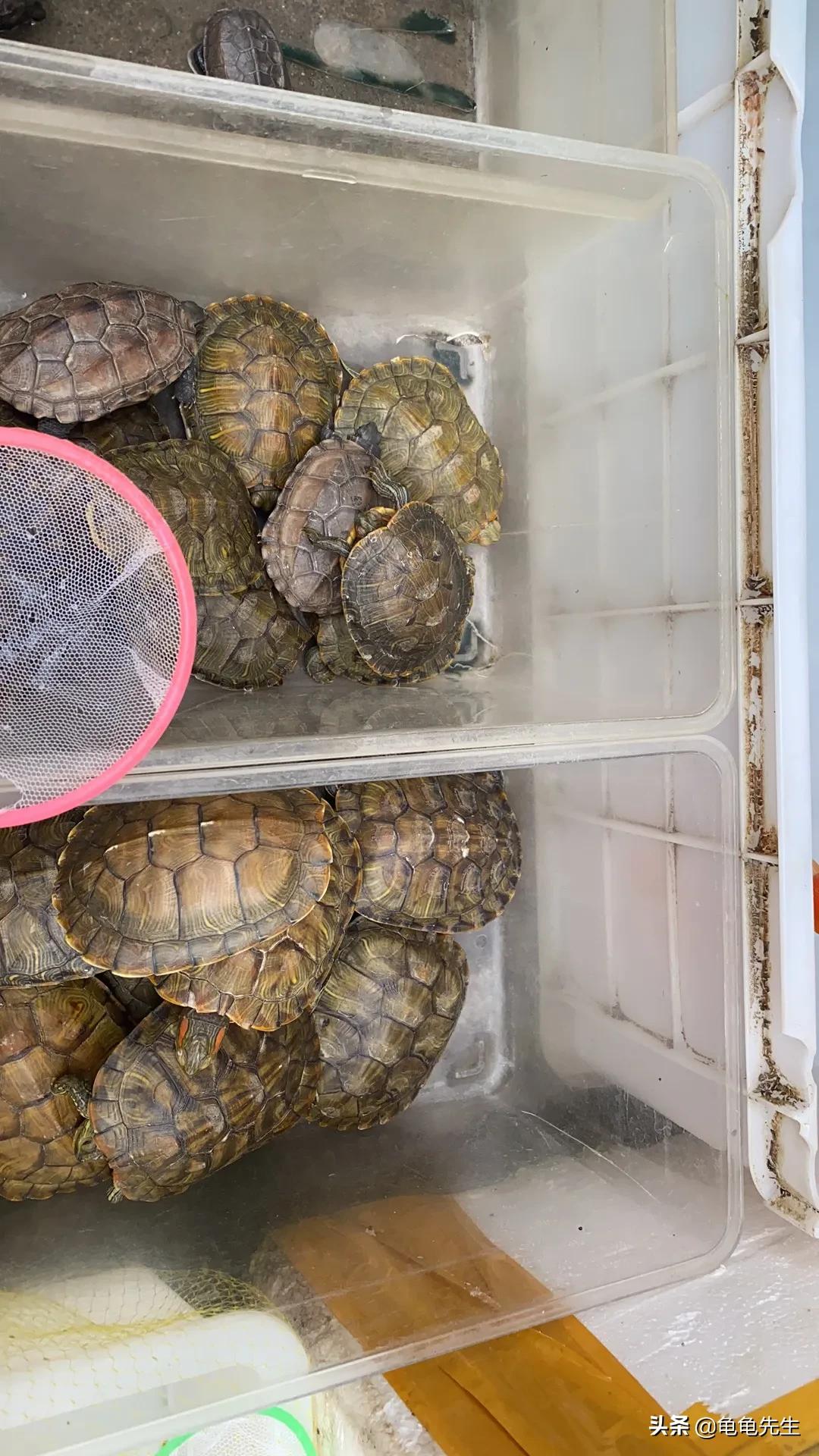 一厘米巴西龟饲养方法,巴西龟的饲养方法家庭