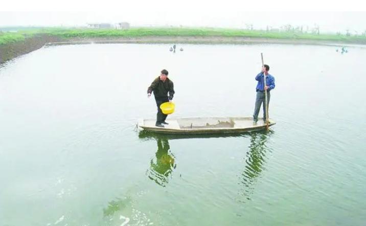 海水如何养殖罗非鱼技术,海水鱼的养殖方法