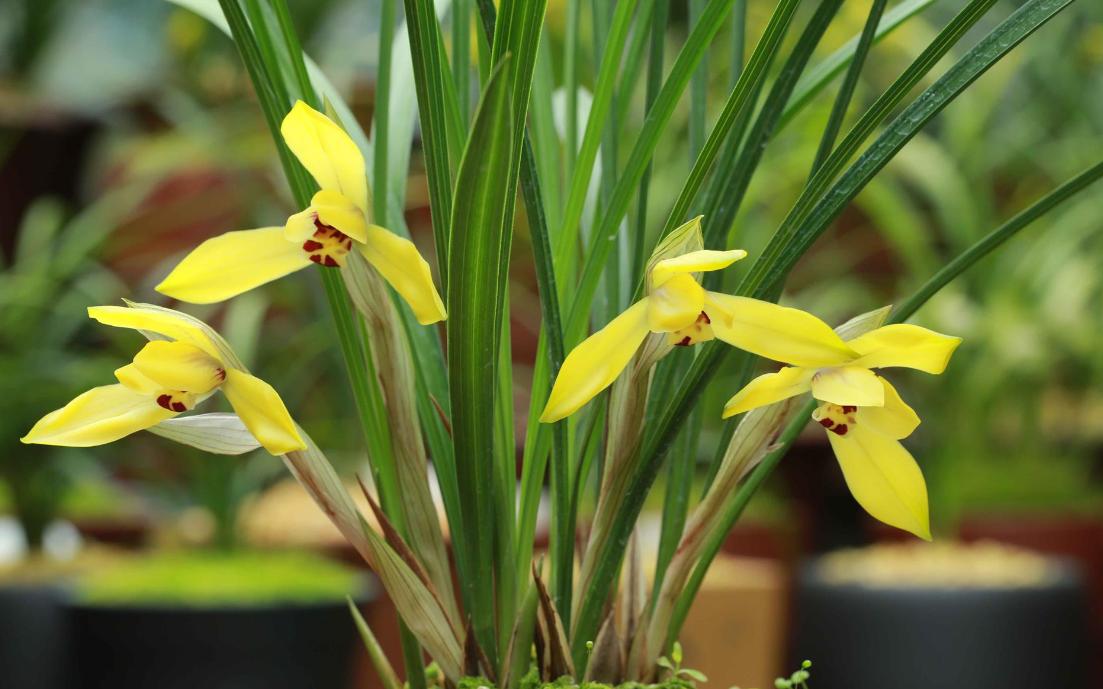 张九龄最惊才绝艳的一首诗,张九龄最著名的十首诗关于时间