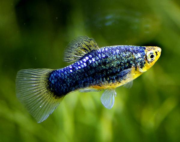 玛丽月光鱼怎么生崽,黑尾月光米奇鱼