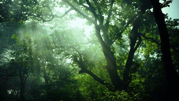 湿地之美惊艳了世界,湿地之美在什么地方