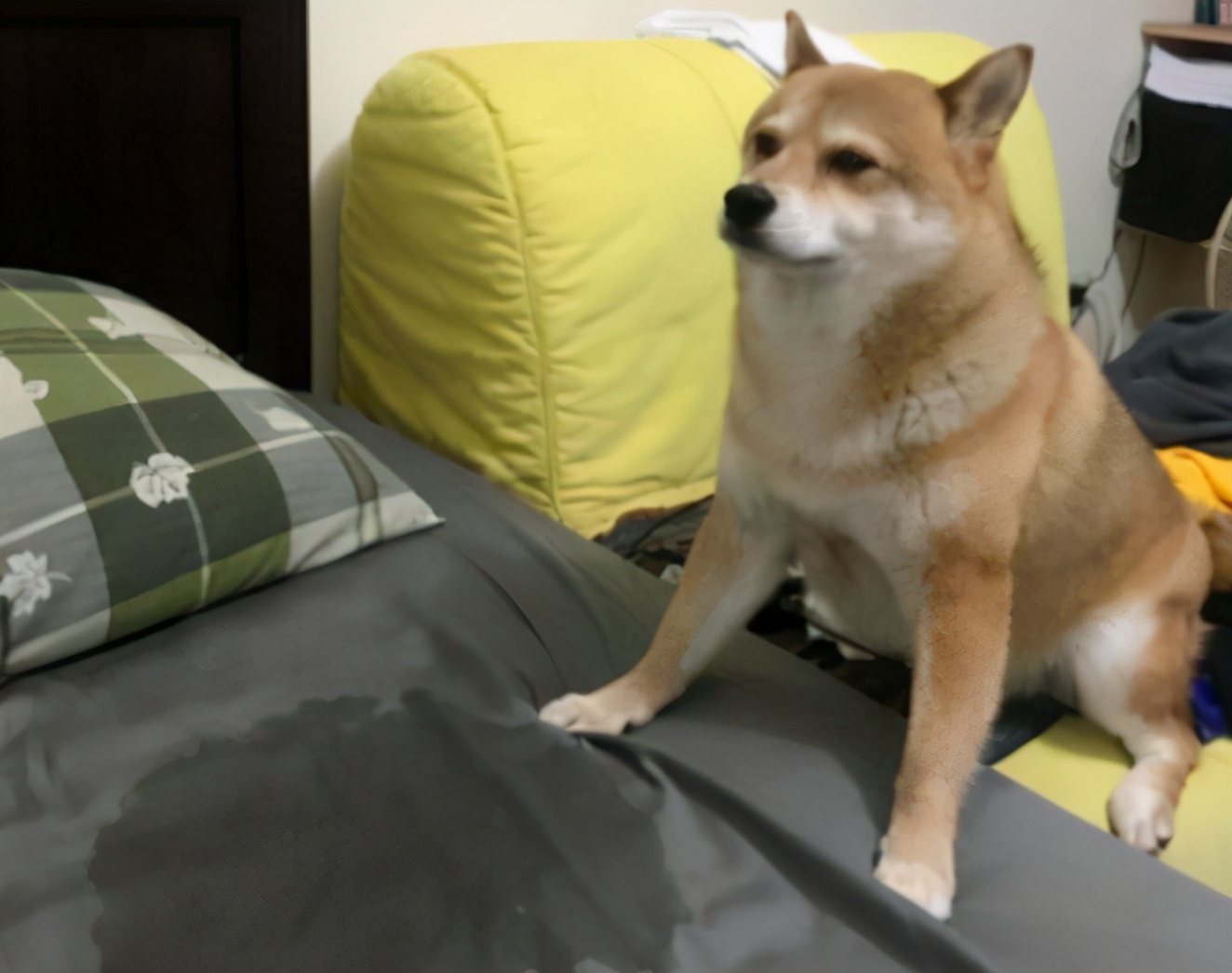 狗子每次尿一点什么原因,狗子乱尿怎么教