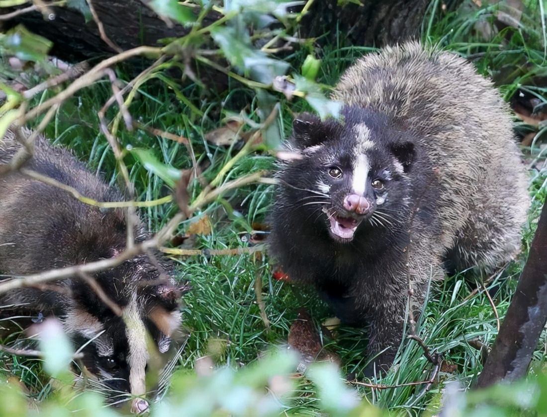 老农发现新物种,江西老农抓到神兽六不像