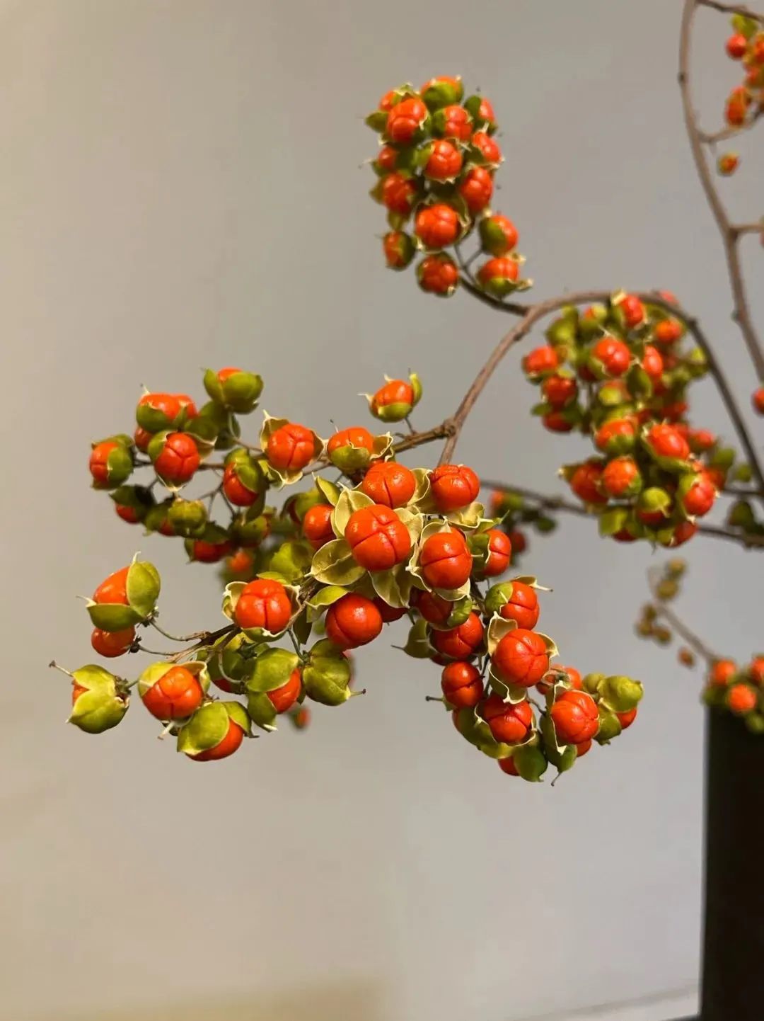 鲜花在水里能养几天会死,新加坡盆栽花卉怎么养