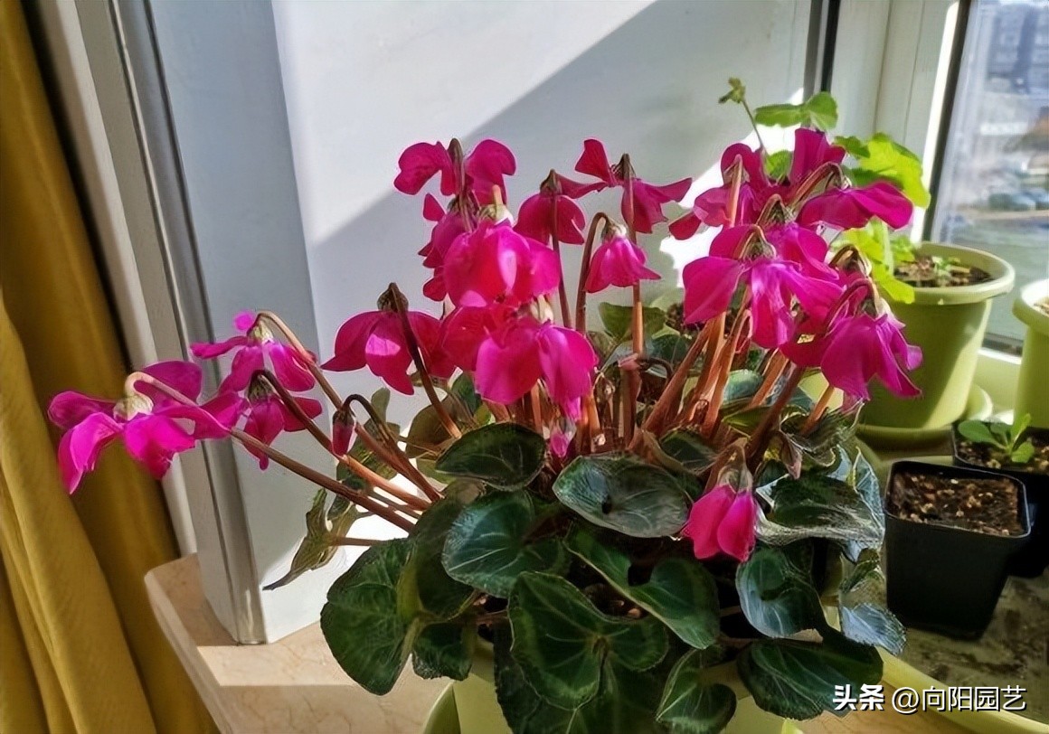 仙客来便宜,仙客来盆栽带花苞六块钱