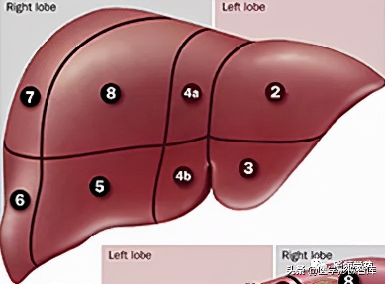 肝脏影像分叶分段解剖图,肝脏分段解剖图谱