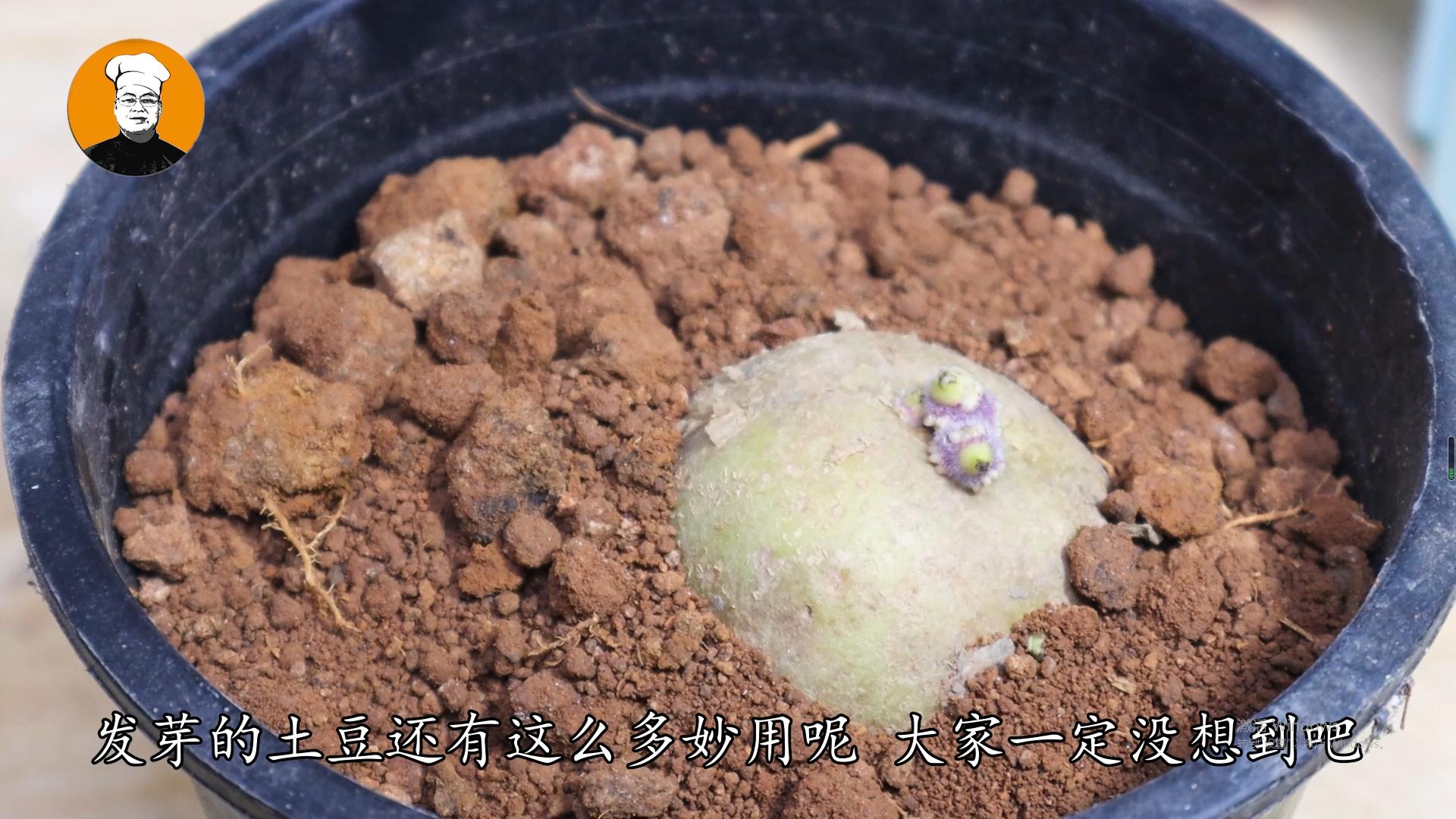 发芽的土豆别扔了这样做,发芽土豆扔了可惜应怎样吃
