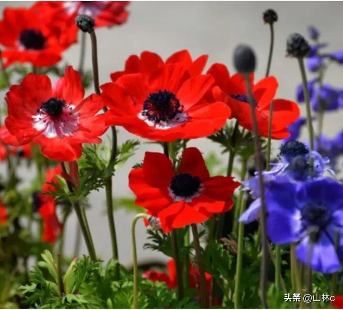鲜花五彩缤纷争奇斗艳,最美鲜花一年四季都在争艳怒放