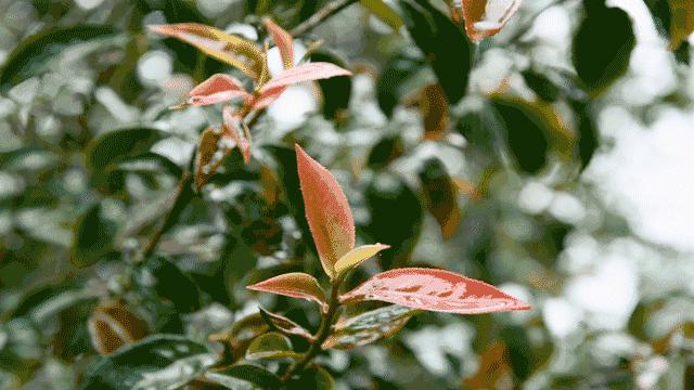 盐玉斋珍藏私房茶,盐玉斋茶具