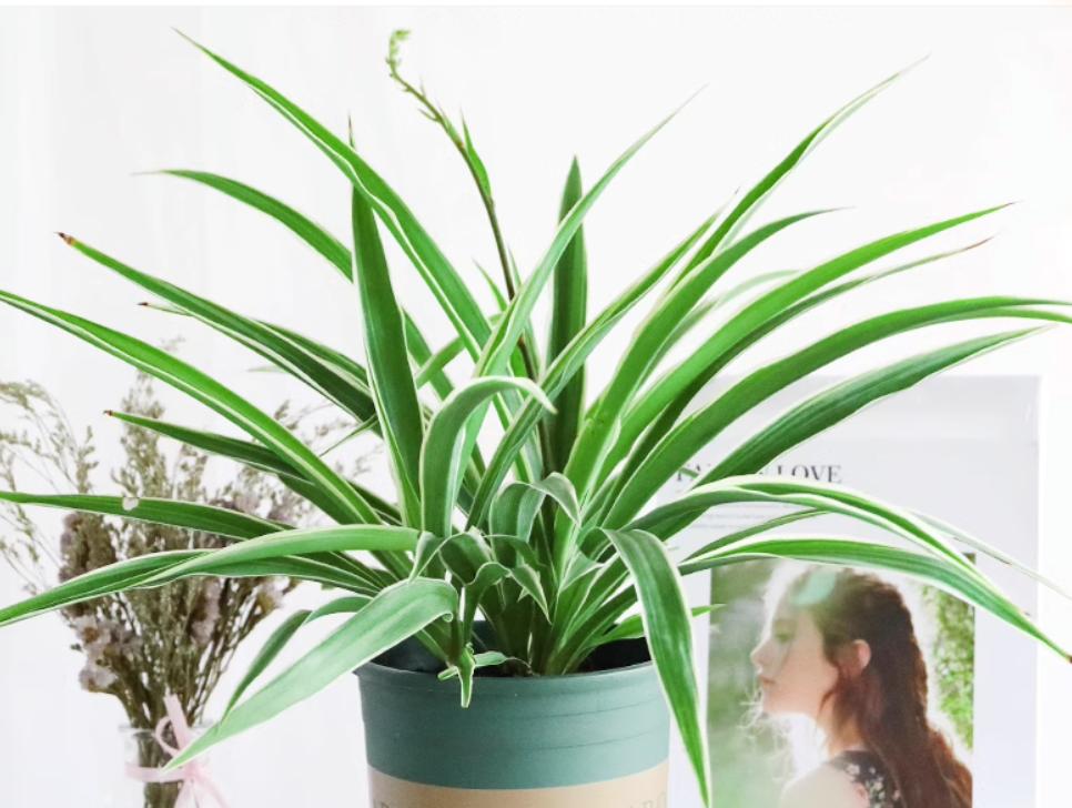 养吊兰注意这几点让其蹭蹭长爆盆,怎样让吊兰爆盆叶子厚而绿