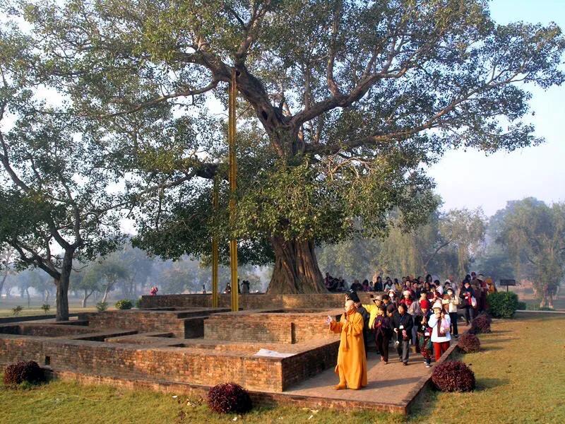 菩提树风景视频,菩提树唯美视频