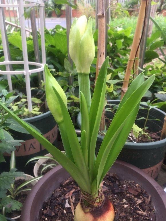 朱顶红怎样养才能开花,朱顶红怎么养才能开花结果