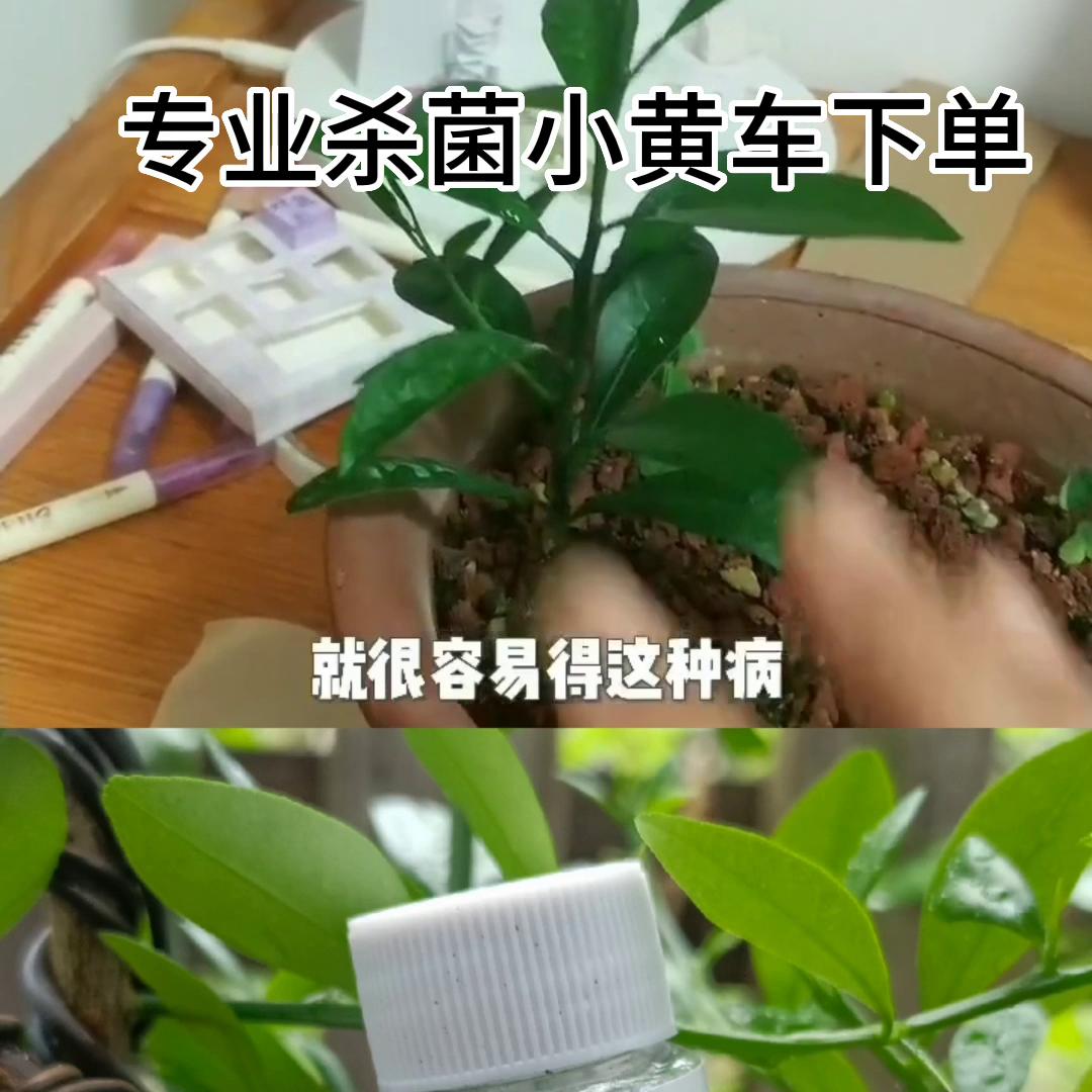 #细菌性感染#流胶#杀菌专用@抖音短视频