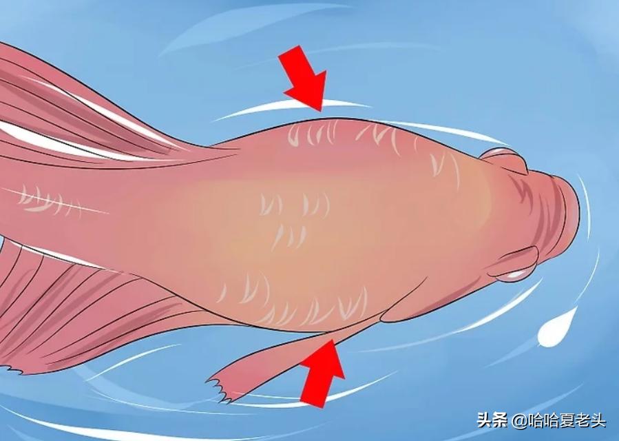 怎样拯救要死的斗鱼,怎么抢救奄奄一息的斗鱼