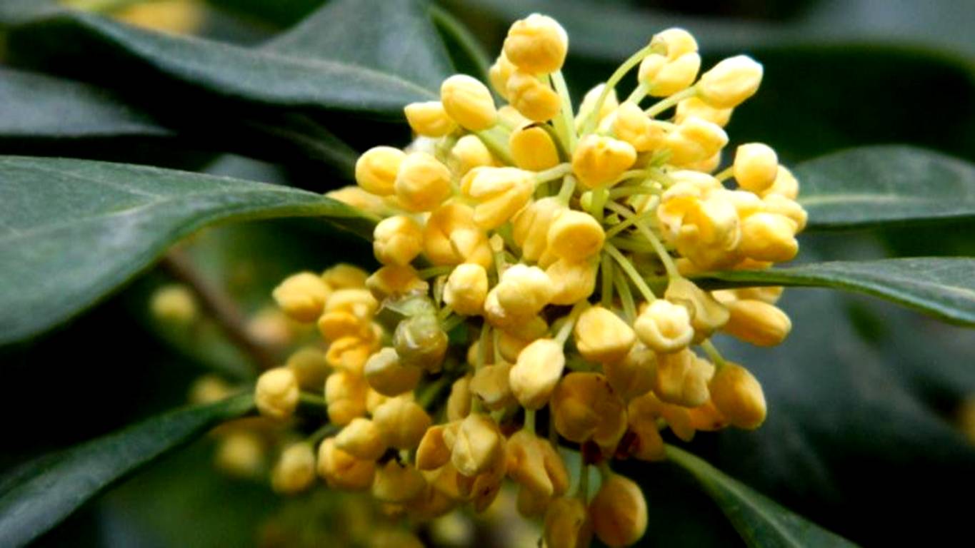 又是一年秋意浓赏桂正当时,金秋赏桂中秋到来之际