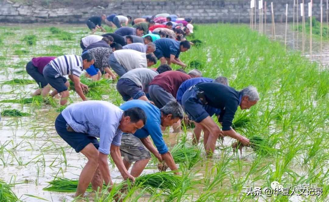 藏野声II清水沟畔刘奶奶（小说连载之二）