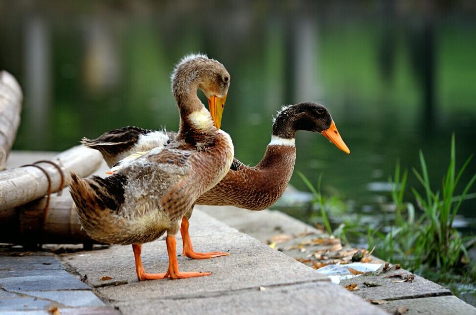 母鸭不下蛋是咋回事,第一年的鸭子不下蛋怎么回事