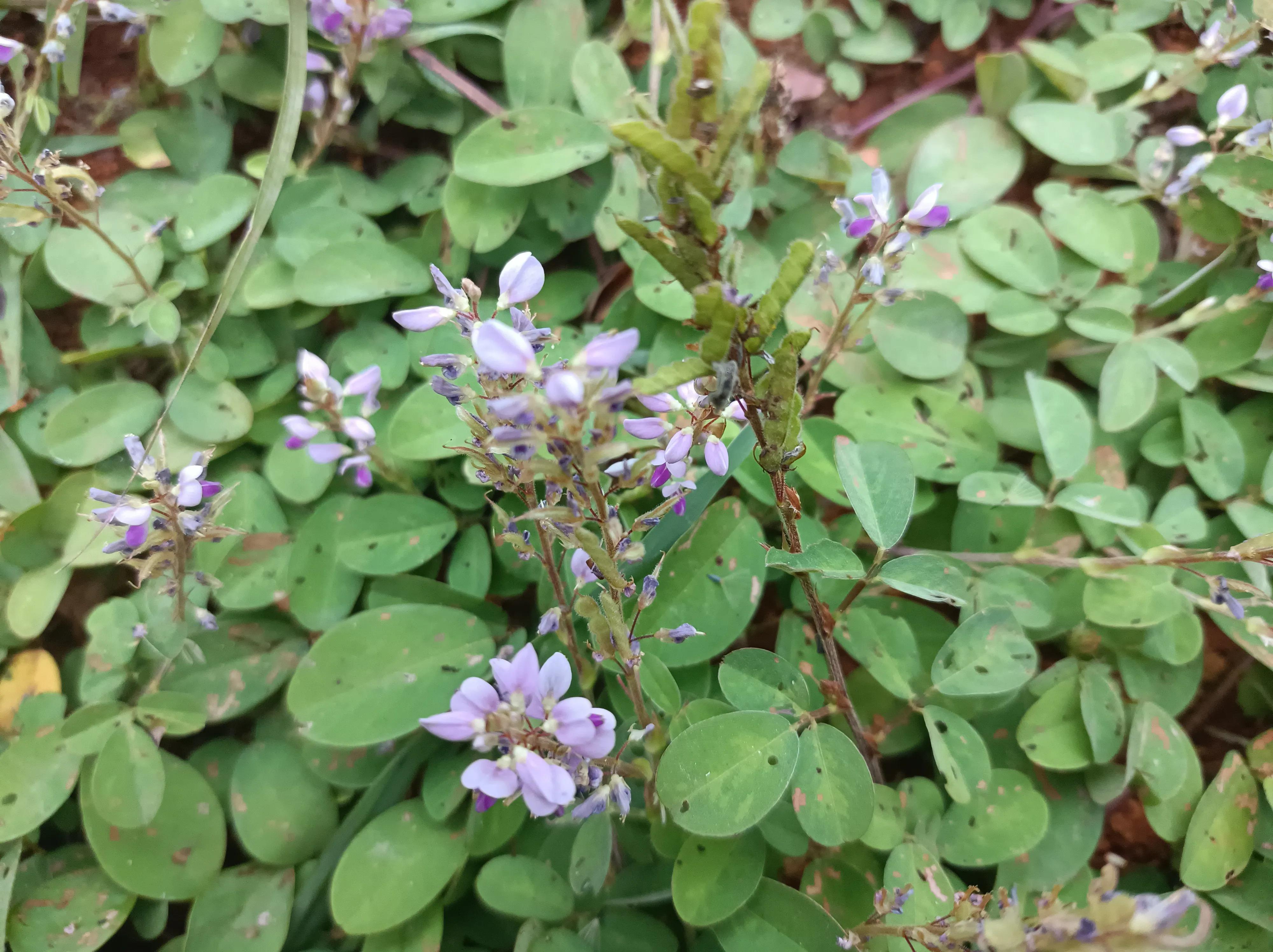 假地豆全草,假地豆有哪几种