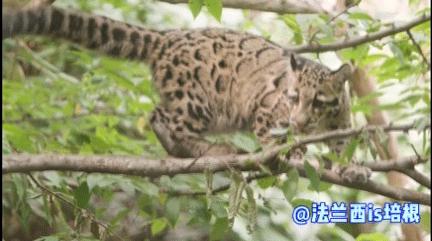 世界上最厉害的猫科动物豹猫,豹猫我国最可怜的野生猫科动物