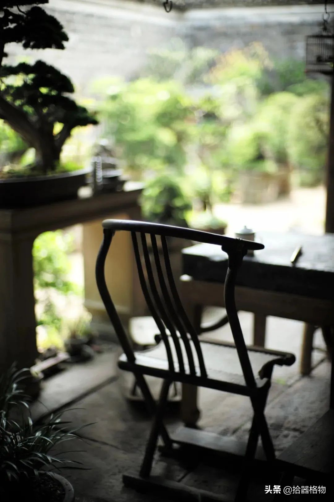 闲情雅致盆景造型,闲情逸致栽花种草