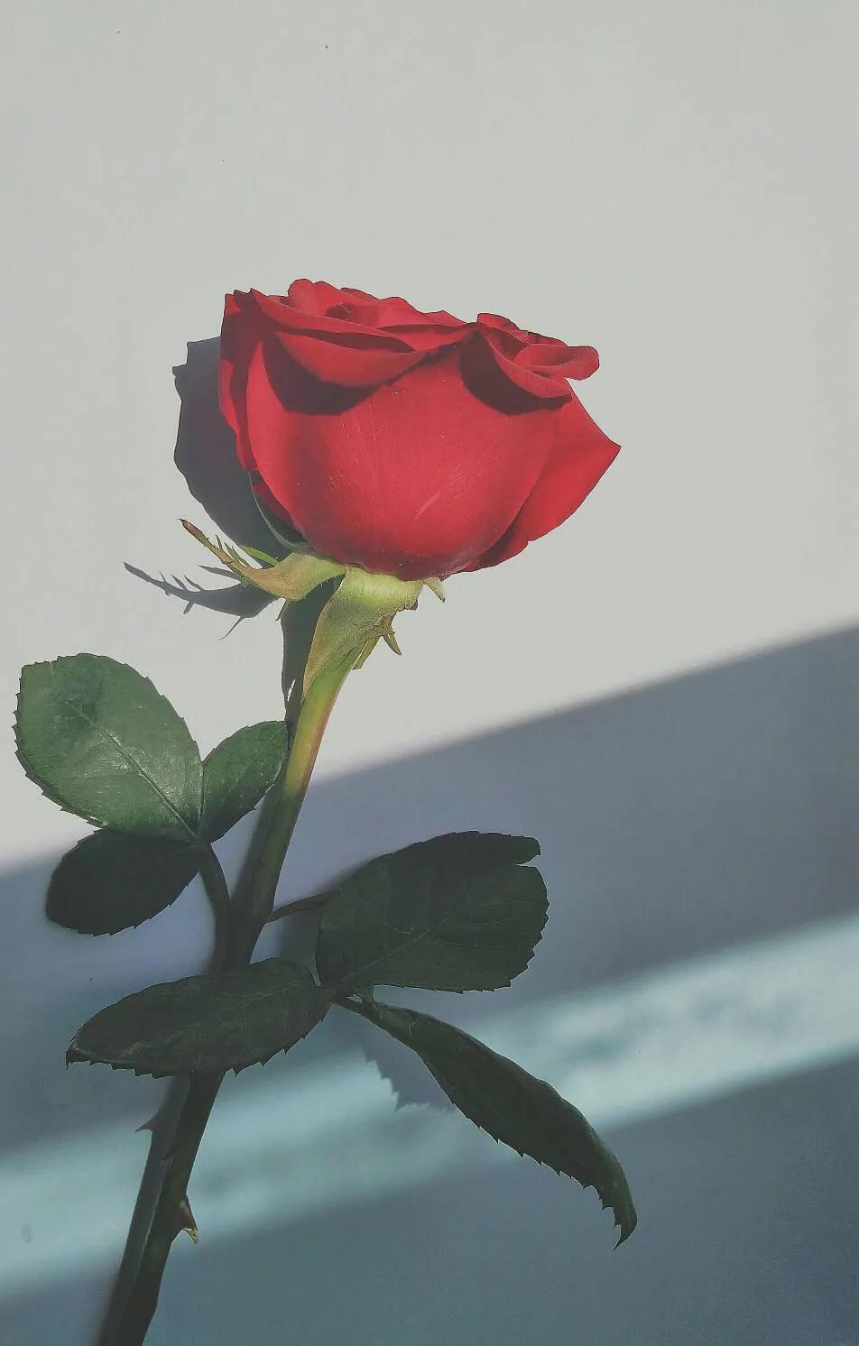 520浪漫玫瑰花壁纸,红玫瑰花壁纸大图