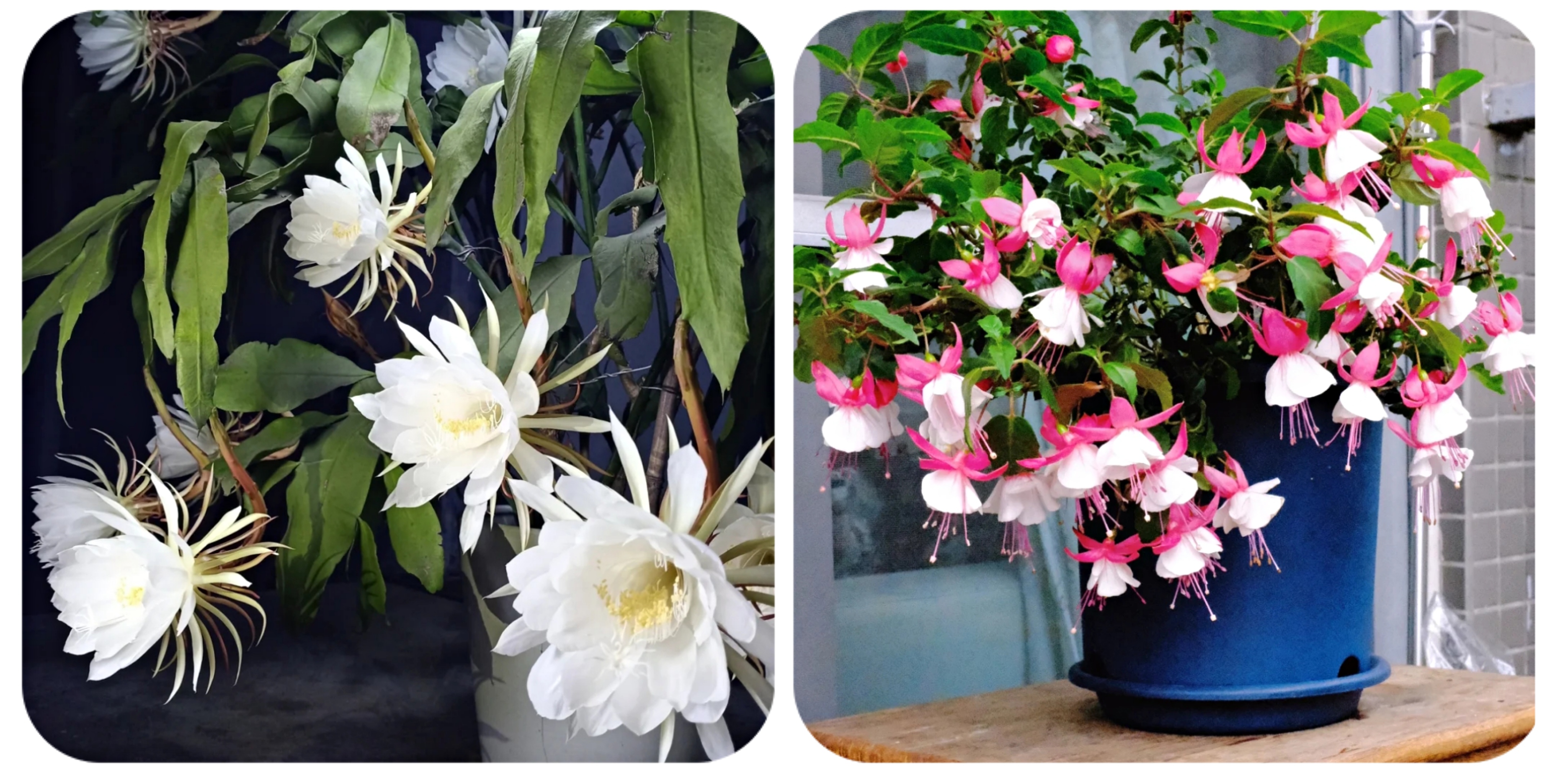 阳台上可以种什么蔬果,阳台上适合种的蔬果