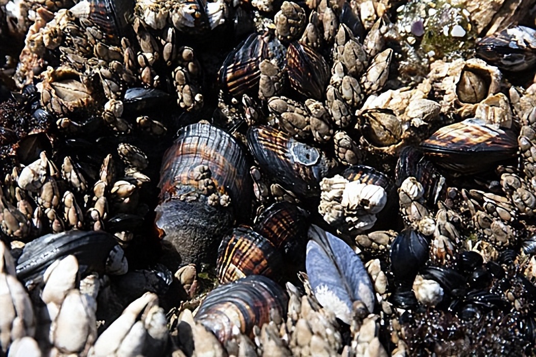 每次航线结束能刮下十多吨海鲜，都到海鲜市场了？这种海鲜吃不得