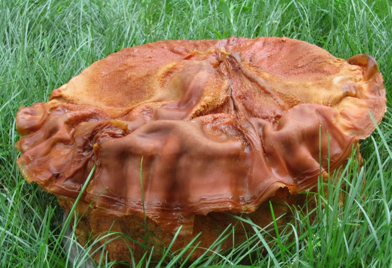 太岁到底是什么生物有多可怕,真正的野生太岁发现多少