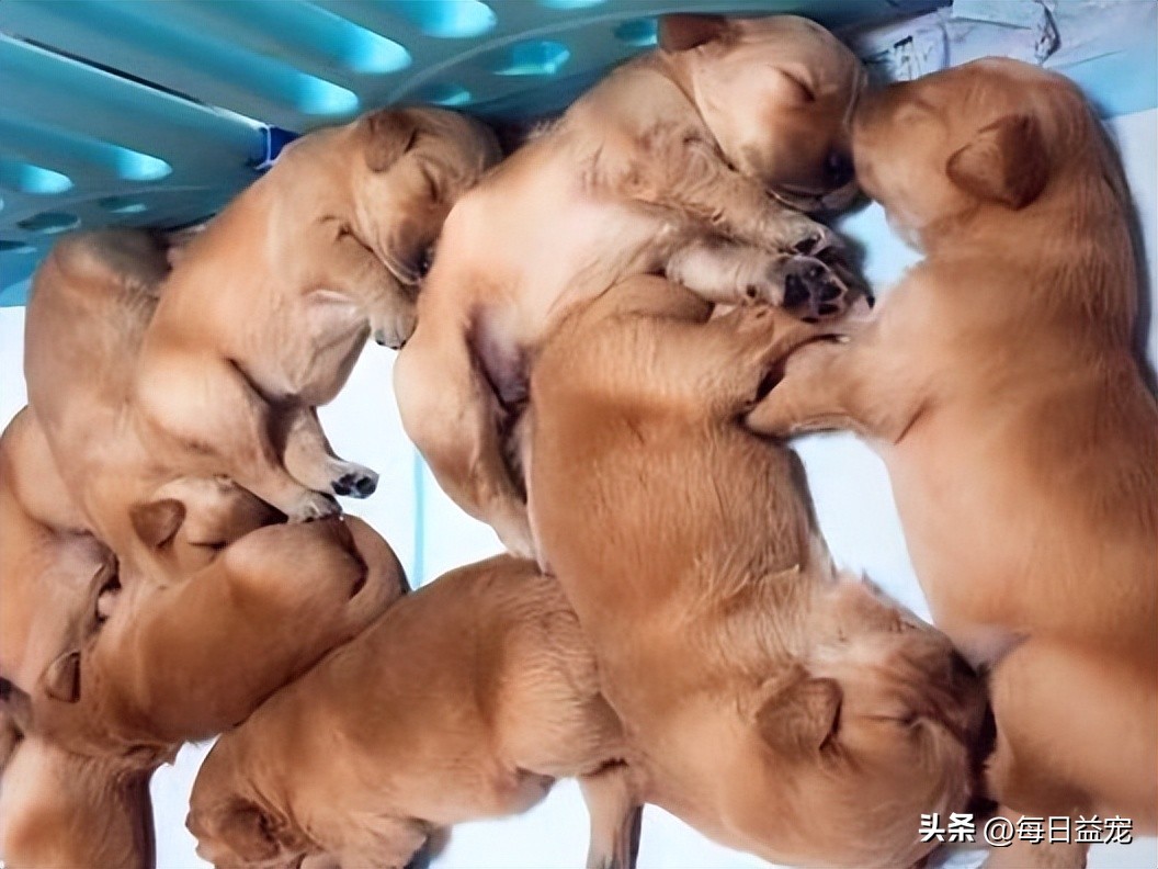 金毛生一窝19只,金毛一胎生了20只小奶狗