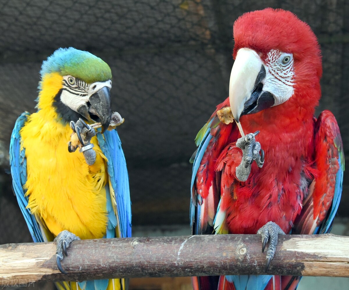 玄凤鹦鹉雏鸟几天睁眼睛,牡丹鹦鹉睡觉眼睛一睁一闭