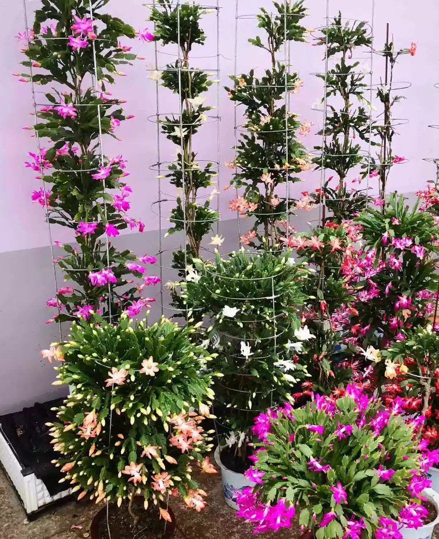 最美最惊艳的仙人掌花,仙人掌奇花图片大全