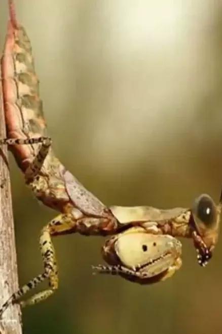 螳螂吃掉自己丈夫的头,螳螂为什么吃掉配偶螳螂吃蛇