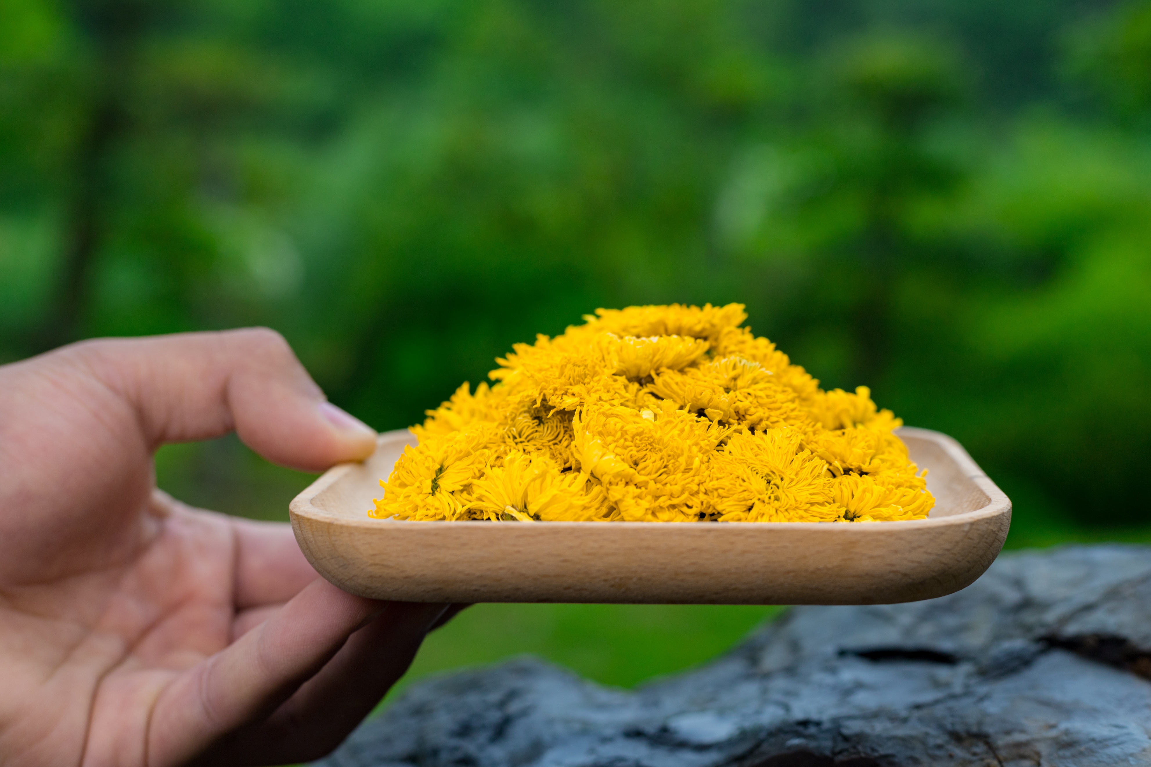 购买菊花茶时需要考虑哪些因素,买菊花茶