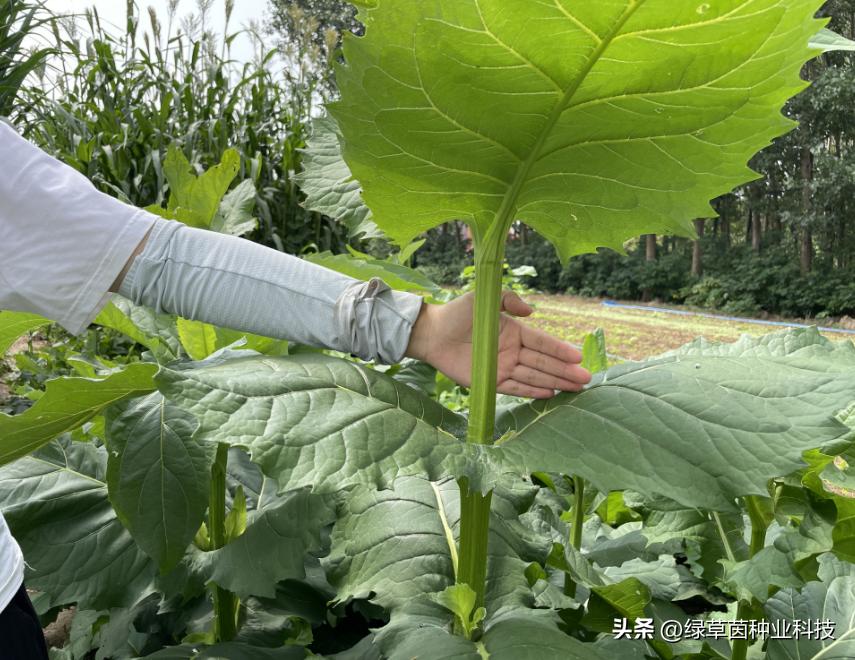 大叶蛋白菊国内哪里有种植,蛋白菊种植方法和技术