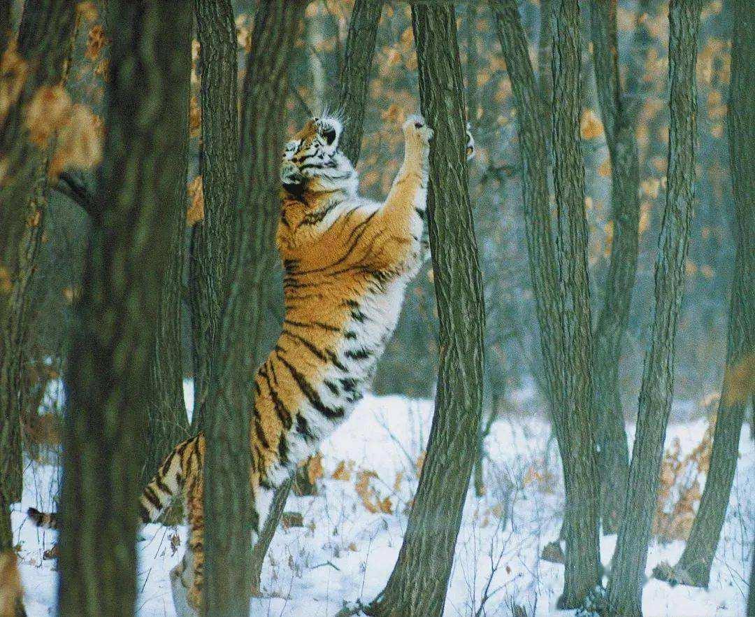 东北虎为什么在逐渐减少,下山东北虎现在怎么样了