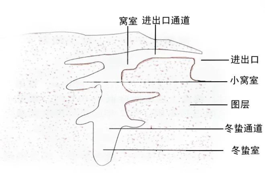 疯狂蝎子,最大蝎子到底有多可怕