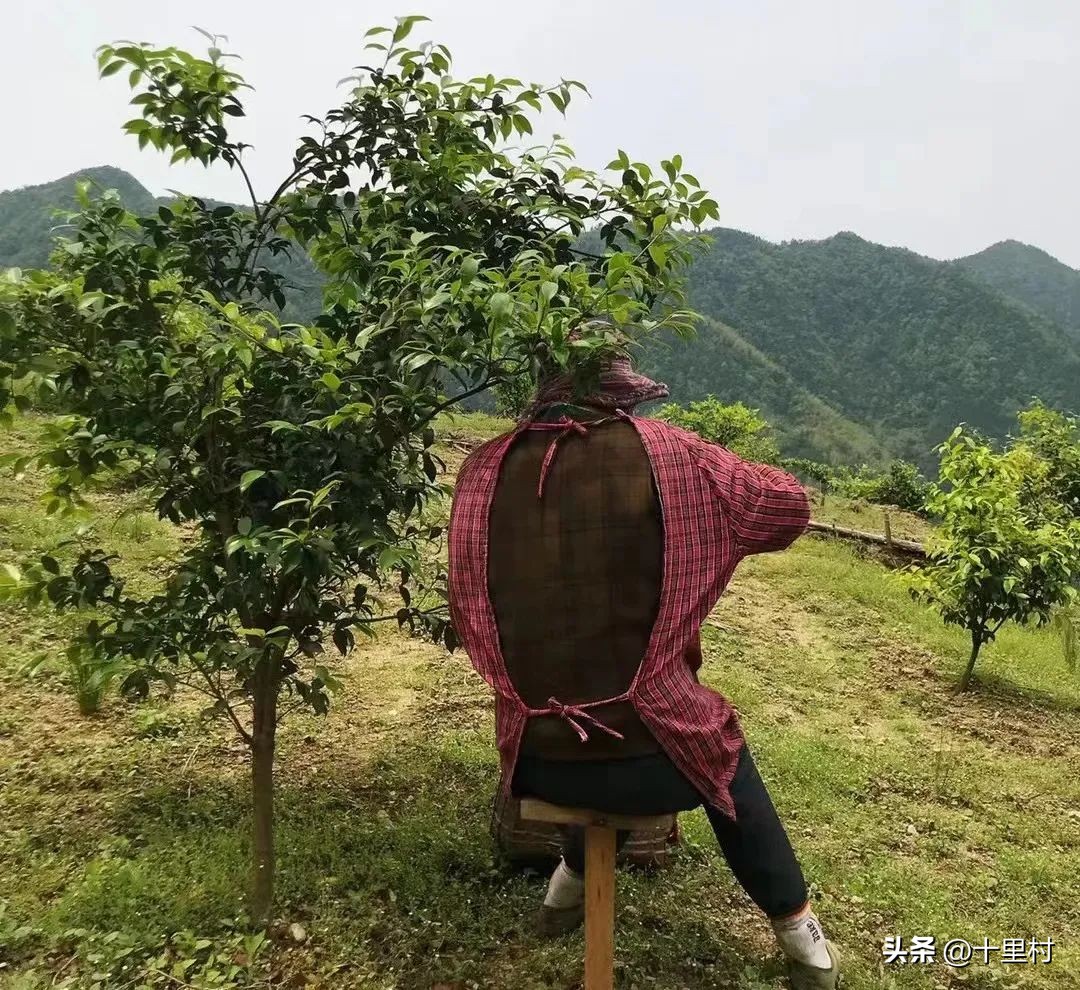 揭露卖茶叶如何5年赚1万亿,卖茶叶15天能赚多少钱