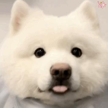 狗界十二大颜值,狗界公认美人