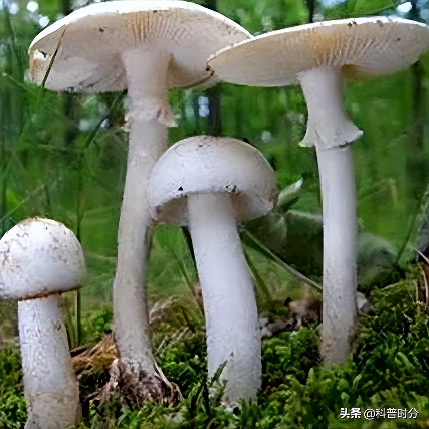 小黄毛捡到一只小狗,15年前村民捡到一只小狗