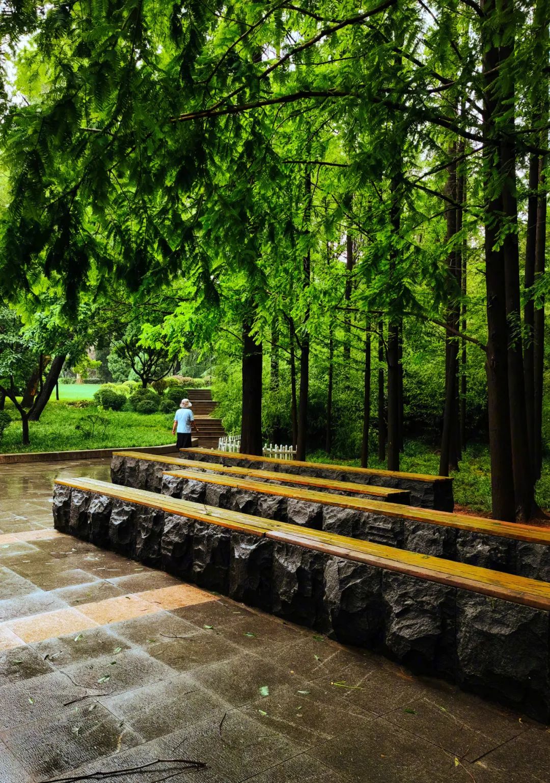 青岛绝美的一条路,青岛都是树的风景路