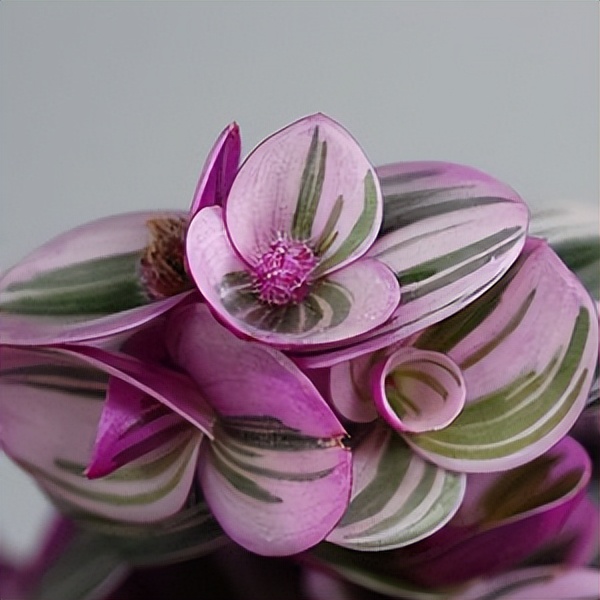 102个大类近500个多肉植物图片，都极其美丽，建议在家中也养一盆