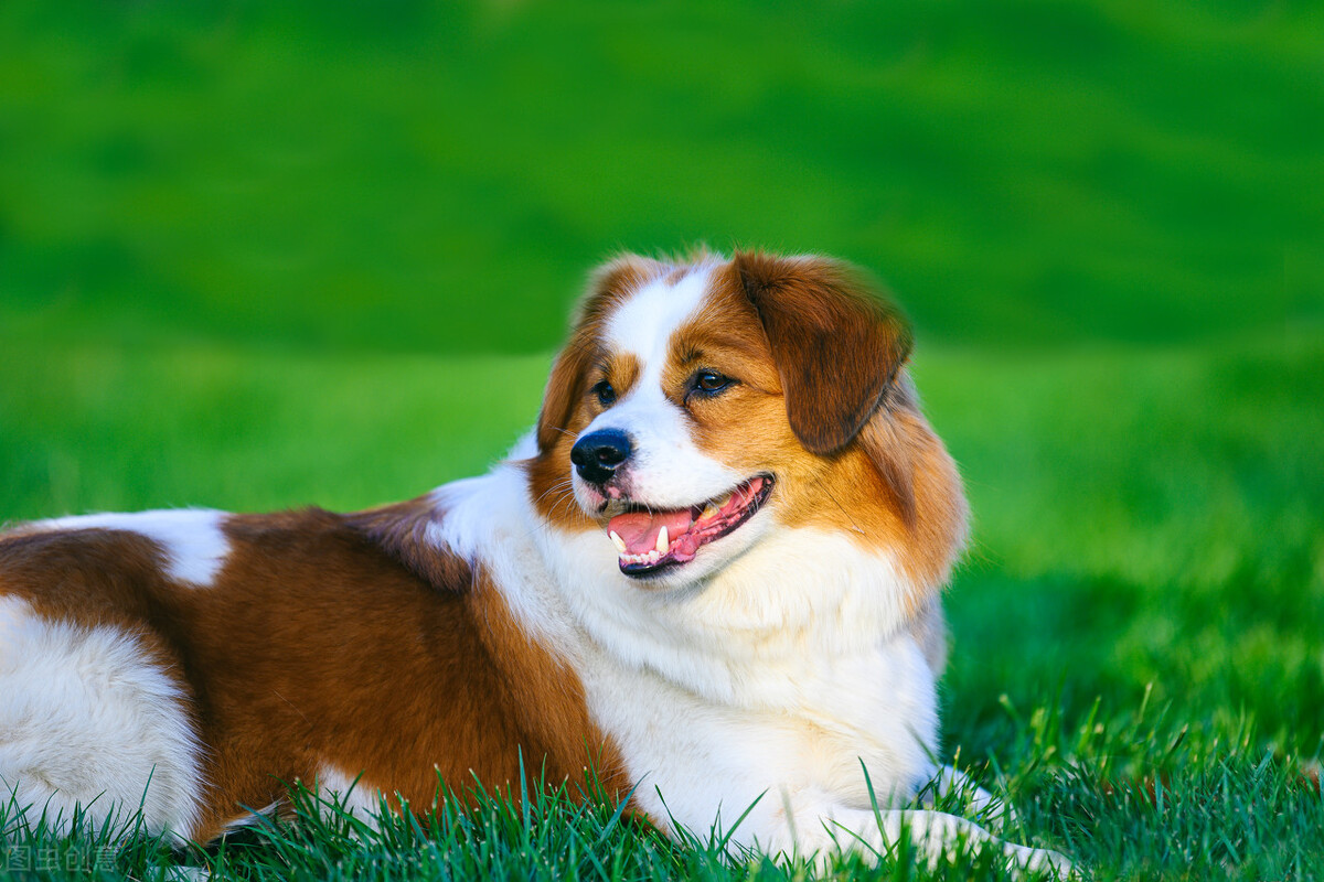 狗有脓性眼屎用什么药,狗流脓性鼻涕吃什么药