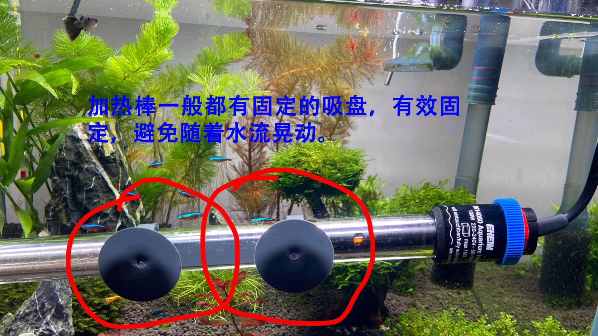 鱼缸加热棒瓦数大好还是小好,加热棒瓦数与温度