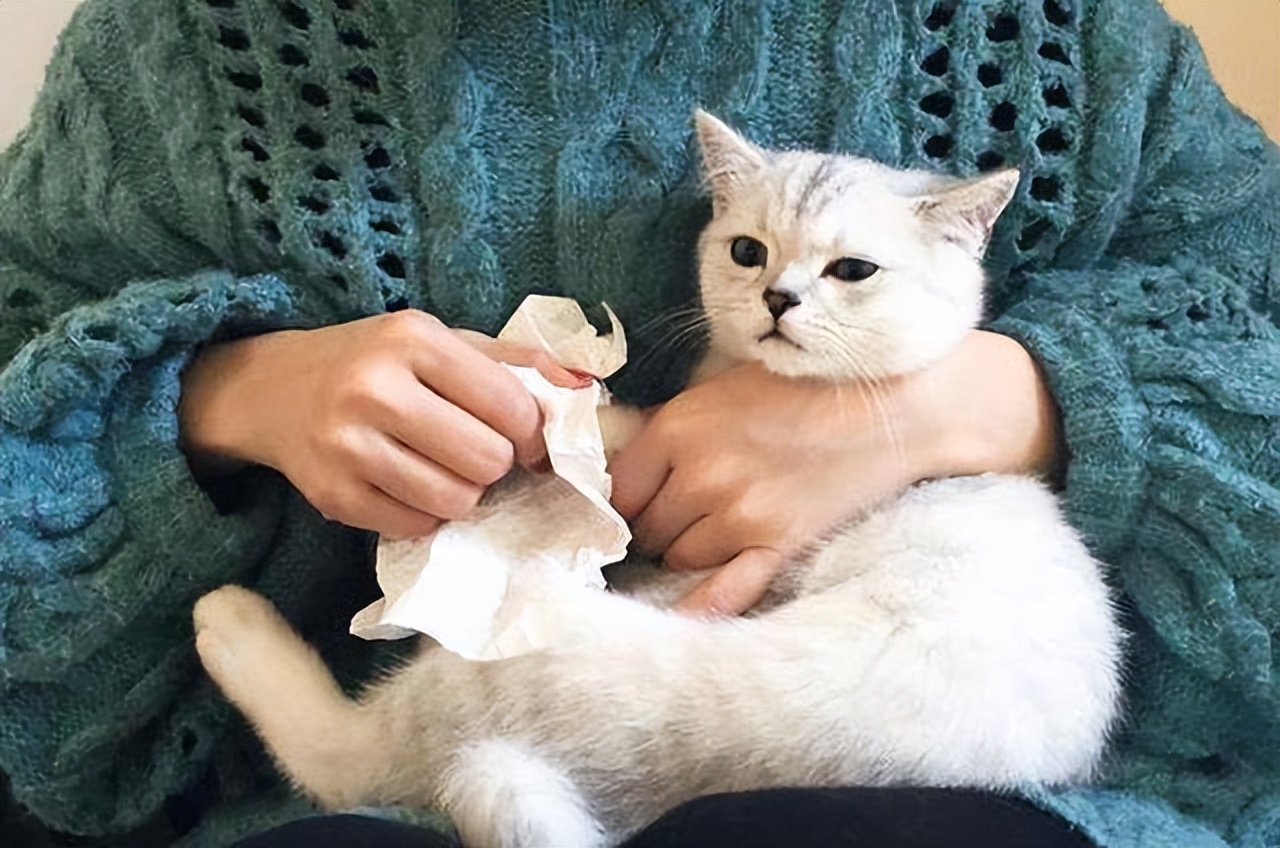 宠物猫和土猫吃的是一样吗,宠物猫和土猫战斗力