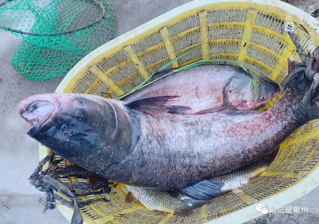 花鲢鱼头炖豆腐正宗做法,鱼头炖豆腐家常做法大全