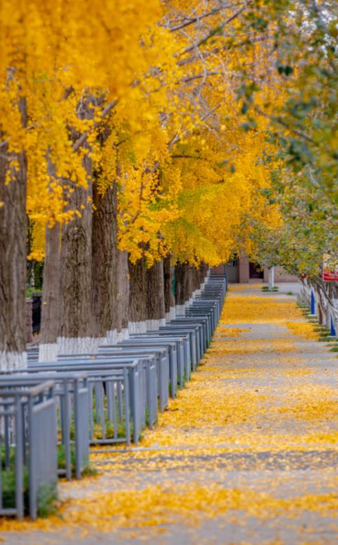 济南必打卡之地金秋时节,济南冬季打卡旅游胜地