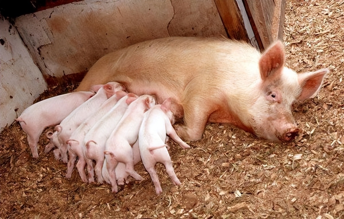 母猪在生产过程中活动有好处吗,母猪在产床上好还是在地面上好