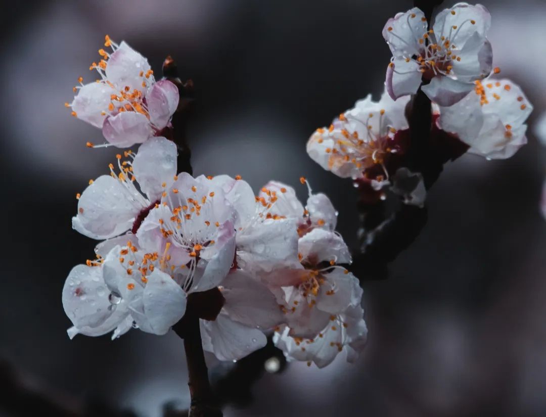 济南这个周末适合哪里赏花,济南春天赏花好去处