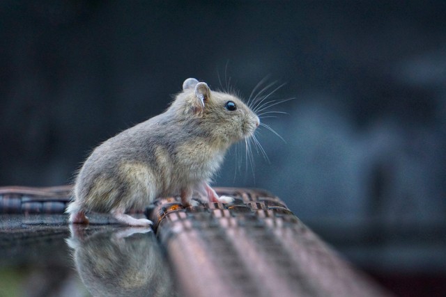 哪几种动物进家就有福了,家养什么动物最吉利