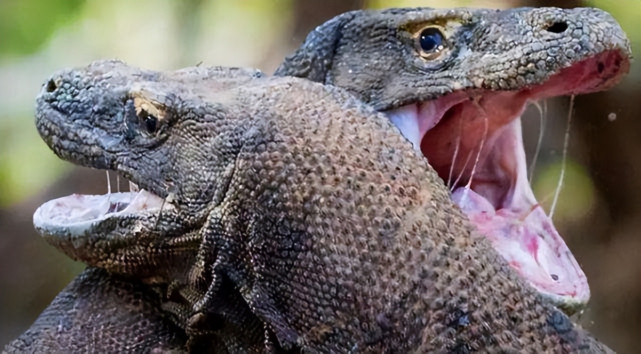 科莫多巨蜥会主动攻击人吗,科莫多巨蜥不袭击人